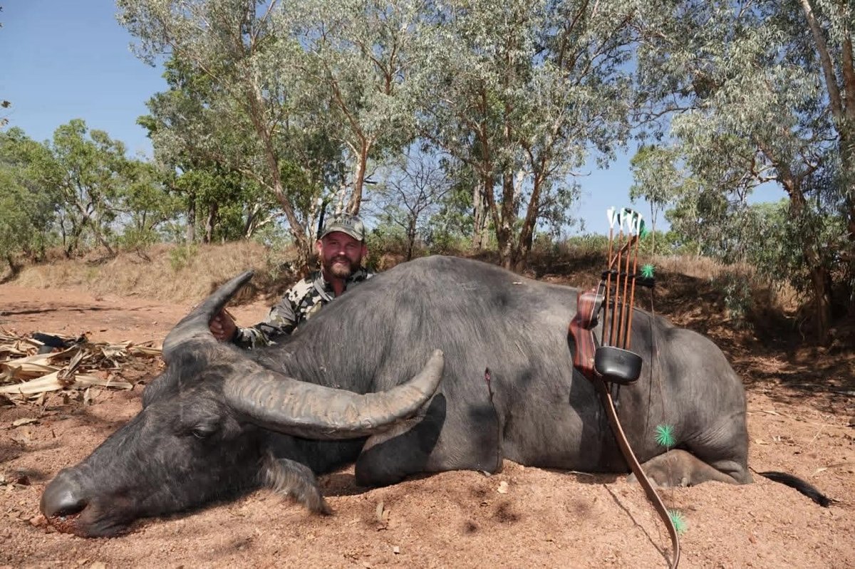 Hunter with a buffalo taken with a recurve bow and wood-grain feather-fletched arrows