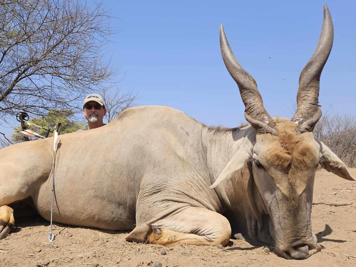 Eland bull down, hunter in the background