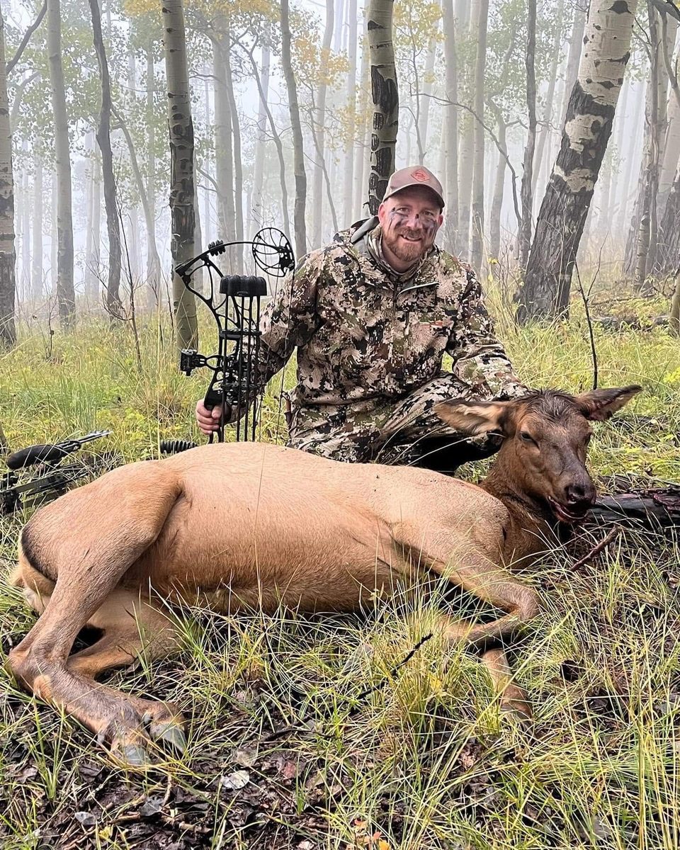 Elk down in a misty aspen forest