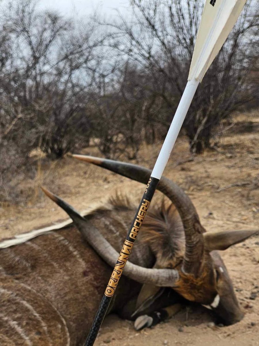 ORRANNI ARCHERY printed carbon arrow in the foreground, nyala bull down behind