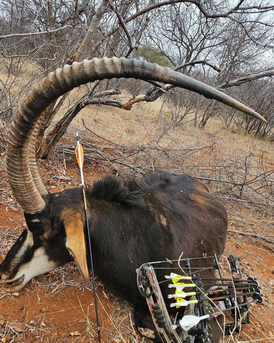 Sable antelope bull down, orange-fletched carbon arrow and compound bow in the foreground