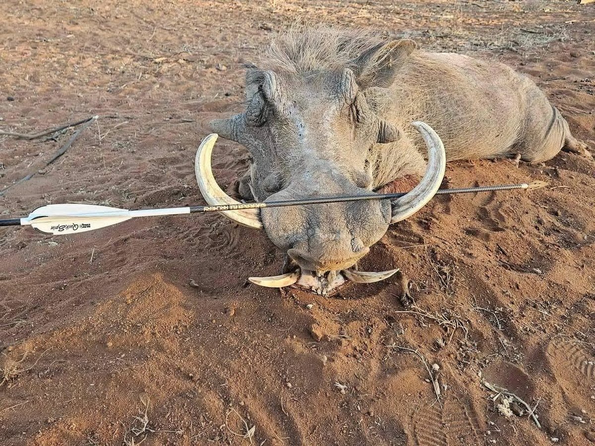 Warthog down, the carbon arrow that did it resting across the tusks